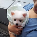 스피츠)) 안보면 후회할 <b>바카</b> ♡