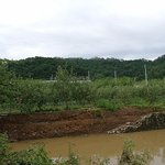 태풍 산바가 휩쓸고간 우리집 과수원