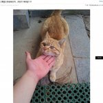 캣<b>쏘우</b> 놀이 하는 ㅄ가 나타났네요