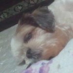 12살먹은 우리집개시츄 <b>뽀삐</b>