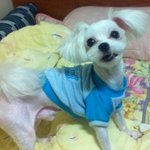 송파구 삼전동 부근/잃어버린 강아지 찾습니다..