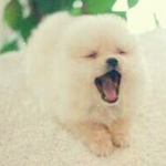 인터넷 얼짱강아지 슌스케보다 더 귀여운 우리집 강아지 <b>모모</b> 'ㅅ'...