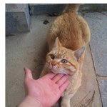 혐]  고양이 죽이고 자랑하는 히키코모리들