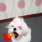 <b>위험</b>한 동물을 키우는중