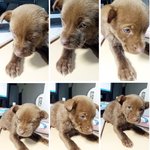 ★★★개판만들기 -  우리집  지코를 소개합니다잉~★★★★