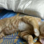 ?제목이 내용보다 어려워.. 우리집호랑이 예쁘다구요...뭐..그렇다고...