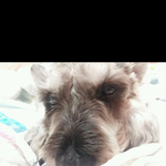 ★ 안녕하세요! 전 오늘 세상을 떠낫습니다. 우리 가족 아프지마세요...