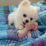 콩이 여친구함 ㅋㅋㅋㅋㅋ (화이트포메라<b>이언</b>)