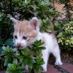 대구 <b>동구</b> 길잃은 고양이 키우실분 찾습니다.