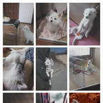 집안에서 발발이<b>or</b>스피츠 키우시는분! 우리집귀염둥이뭉치 짱이 어때요...