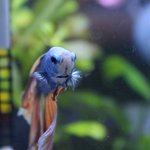 사람같은 물고기 달봉이이야기