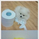 "천사아가<b>설탕</b>"