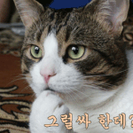 <b>평소</b>에 잘 몰랐던 신기한 사실들 11탄