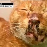 7대가 망하는짓 (혐,빡)짤이나 <b>수위</b>가 심각하진 않습니두ㅏ