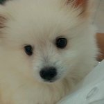 ★★★스피츠 <b>여아</b> 꼬마★★★