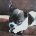 ★우리집귀염<b>둥이</b> 스피츠,발바리를 소개합니다♡)_( 댓글부탁드려용ㅎㅎㅎㅎㅎㅎ