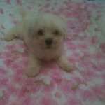 (말티판) 우리집 두부의 성장과정 ★1★