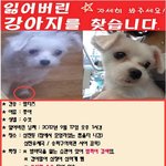 ※※송파 삼전동 말티/수컷/강아지찾습니다