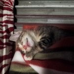 표정이 리얼한 우리집 개냥이 자는 모습