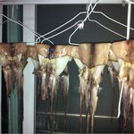 배달된 반건조 오징어의 습격~!!!