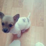 이렇게 귀여운 똥강아지 봣나요 <b>산소</b>같은 <b>산소</b>♥