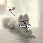 ♥♥강남스타일 <b>포메</b> ♥♥