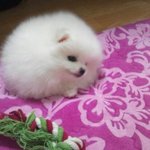 여신 포메라니안 뽀!!~~