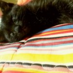 곰냥이 <b>상추</b>2탄!