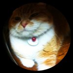 먼치킨 푸<b>우링</b>ㅅㅅ