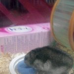 키우던 <b>햄스터</b>가 죽었어요..