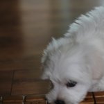 ☆★(말티판)<b>질수</b>음슴 보비의 성장과정 공개!☆★