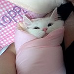 여아<b>인척</b> 연기하는 오드아이 내새끼♥-네번째