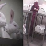 사진有)동물실험의 심각성(조금 혐오)