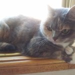 [김괭] 김고양이 열여섯번째