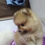 [포메] 이쁜 내 아들 자랑하기 :)