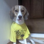 4탄) 야롱이의 하루