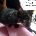★☆(사진有)저희집 고양이 야누를 소개합니다☆★