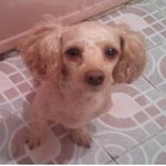 9월18일에 잃어버린 연한갈색푸들 <b>미미</b>좀 찾아주세요ㅠㅠ