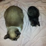 <b>안산시</b> 상록구 사1동 고양이좀...