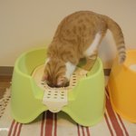 <b>동물</b>사랑방 최초? 고양이화장실 판(유봉이 앙즈판)