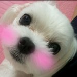 너무 귀여운 우리집<b>해피</b>를 소개합니다*^^*