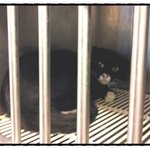 신고해서 버려지고 티엔알한 가여운 <b>턱시도</b> 냥이의 좋은 가족을 찾아요~...