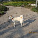 [13탄]사람인지 개인지 헷갈리는 똥꼬발랄우리집멍멍2들을 소개합니당:-)