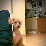 [푸들] 김강,쫌!