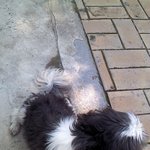 <b>전주시</b>완산구중화산동에서 시츄잃어버리신분?