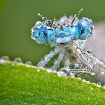 <b>이슬</b> 맞은 곤충들 jpg