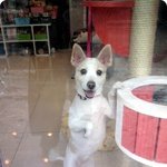 <b>동물</b>병원 앞을 지나가다가...