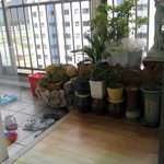 [사진多동영상有] ▶▷▶ 우리집 응아쟁이 감자성장기2 ◀◁◀