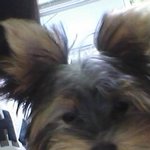 ★★요크셔판★겸디터지는요미를소개합니다★★