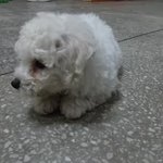 얼렁뚱땅~ 내새끼 <b>비숑</b>프리제